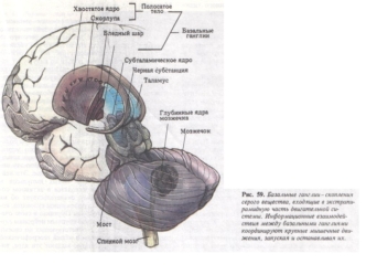 Базальные ганглии