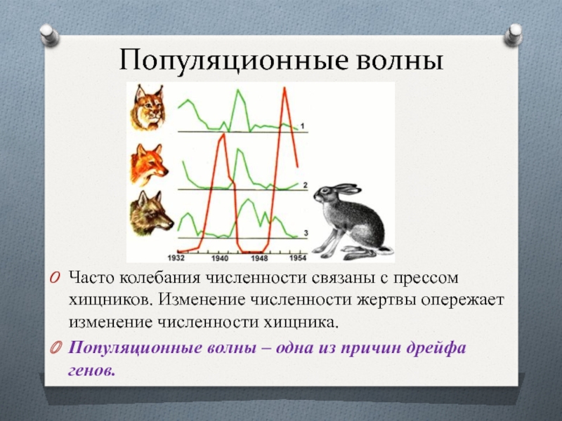 Колебания численности популяции презентация