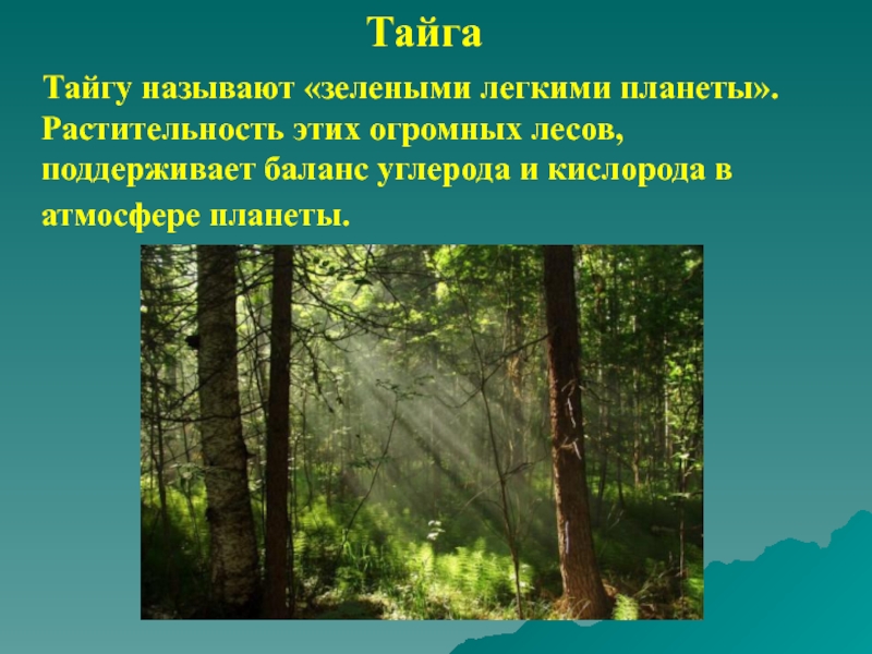 Назвали лесной. Тайга легкие планеты. Тайга легкие нашей планеты. Почему леса называют лёгкими нашей планеты. Почему лес называют легкими планеты.