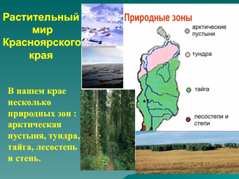 Природная зона в красноярском крае