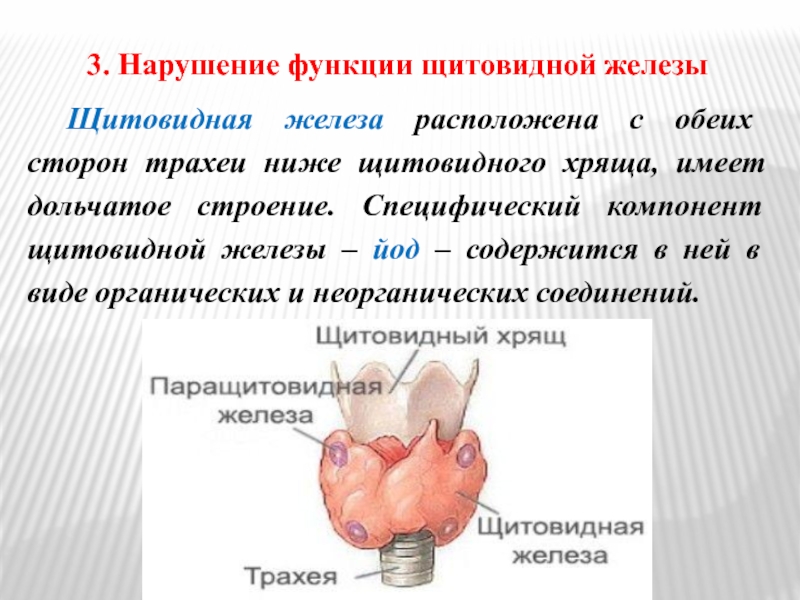 Щитовидная железа нормальная функция. Щитовидная железа строение и функции. Гормоны щитовидной железы анатомия. Щитовидная железа анатомия функции. Щитовидная железа строение функции гормоны.