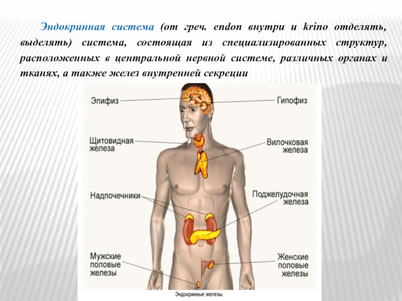 Какие железы связаны с эндокринной системой. Система состоящая из желез внутренней секреции. .Система желез внутренней секреции. Функции. Ткань желёз внутренней секреции. Эндокринная система человека анатомия.