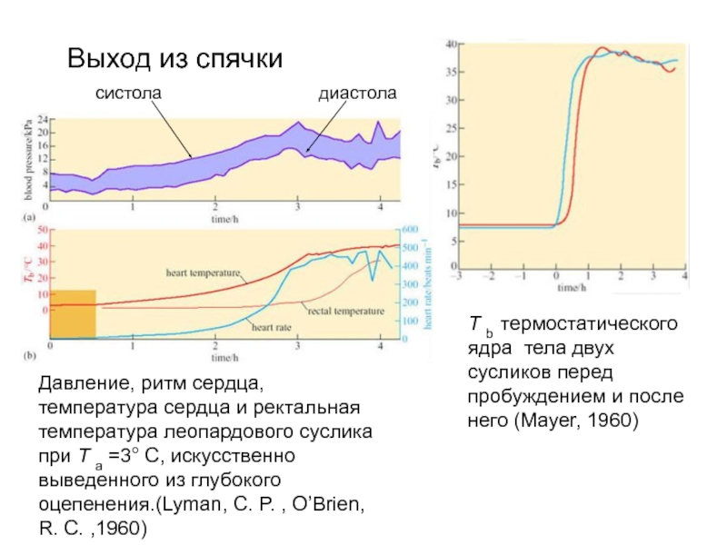 Температура сердца. Температура сердца человека. Ректальная температура при развитии гипотермии у мышей. Какая температура у сердца.