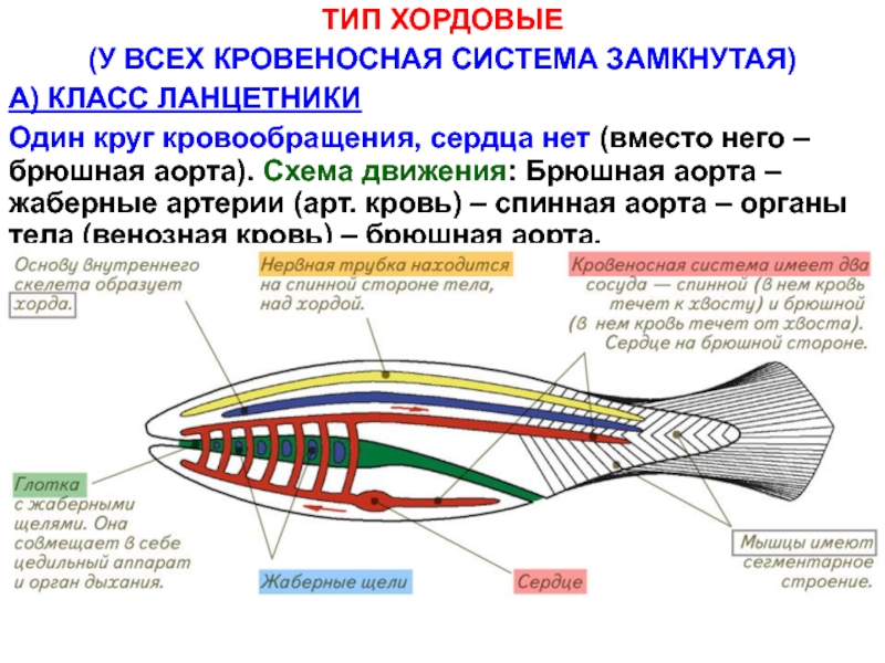 Эволюция общего плана строения кровеносной системы хордовых