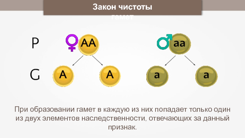 На диаграмме представлены два типа гамет человека х и у назовите гаметы