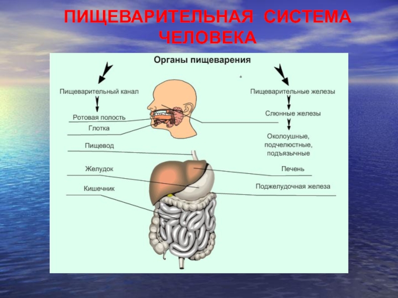 Контрольная по биологии на тему пищеварительная система. Пищеварительная система человека. Питание и пищеварение презентация. Схема пищеварительного аппарата. Пищеварение от начала до конца.