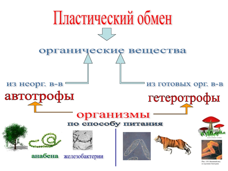 Обмен веществ автотрофов и гетеротрофов