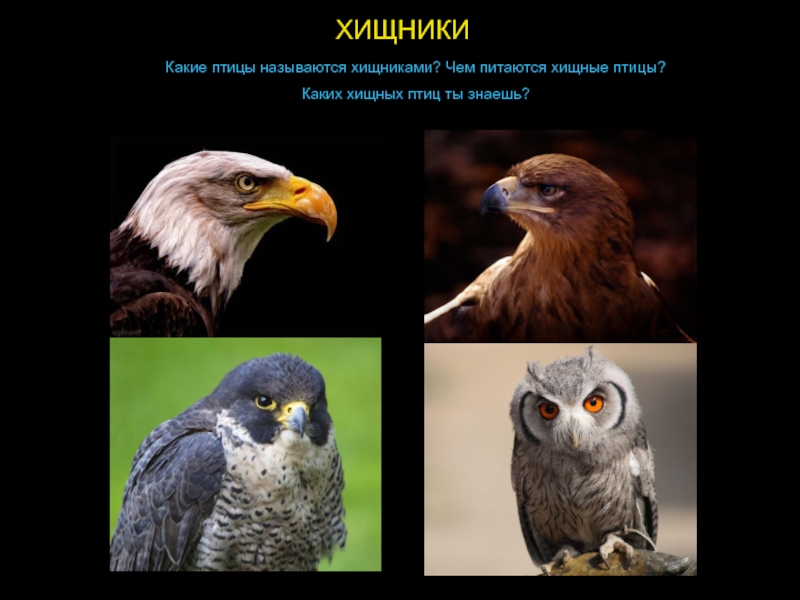 Хищные птицы в сочи с названиями фото