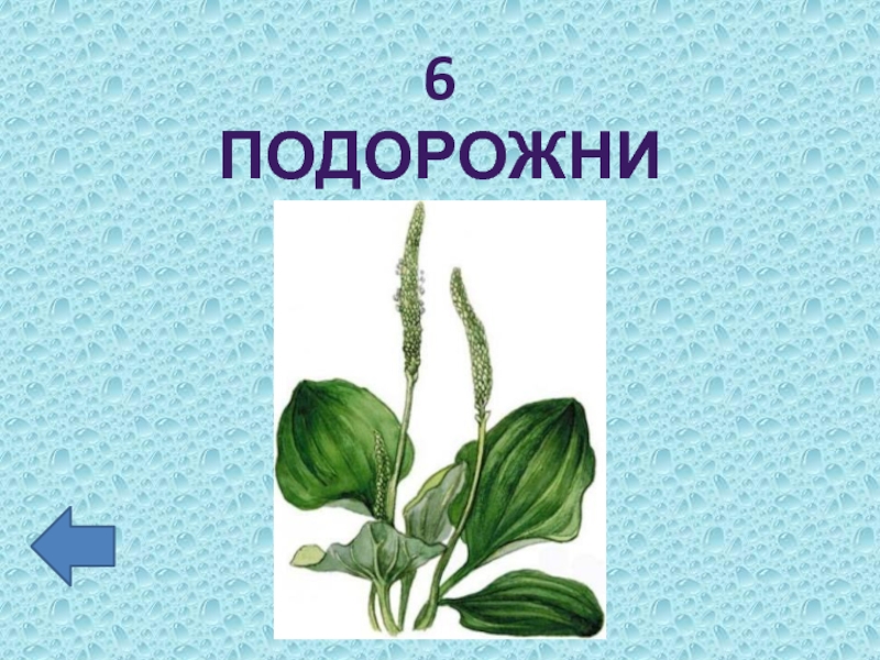 Какой тип питания характерен для подорожника большого изображенного на рисунке