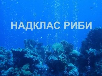 Надклас риби