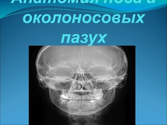 Анатомия носа и околоносовых пазух. Наружный нос. Хрящи, вид спереди