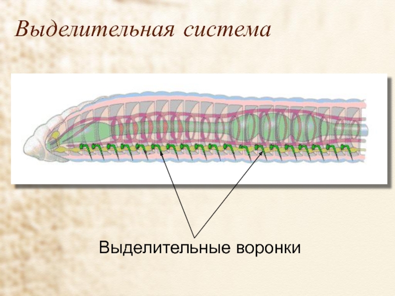Выделительная система кольчатых. Кольчатые черви выделительная система. Выделительная система кольчатых червей. Строение выделительной системы кольчатых червей.