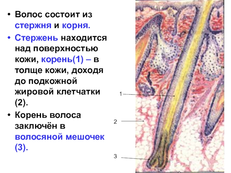 Корни волос расположены в. Стержень волоса состоит из. Волос состоит из корня и. Стержень и корень волоса. Корень волоса состоит из 3 частей.