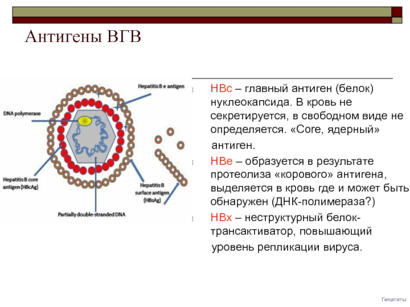 Доклад: Гепатит В. Антигены и антитела