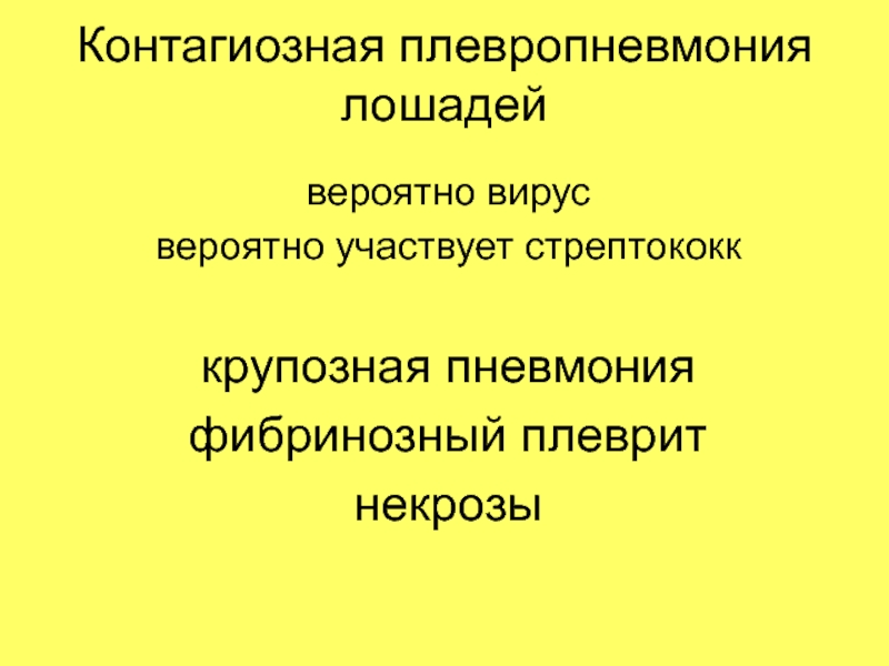 Плевропневмония. Контагиозная плевропневмония. Контагиозная плевропневмония лошадей. Контагиозная плевропневмония КРС возбудитель.