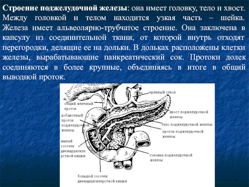 Эпителий печени и поджелудочной железы. Структура строение поджелудочной железы. Строение дольки поджелудочной железы. Строение стенки поджелудочной железы. Крючковидный отросток поджелудочной железы.