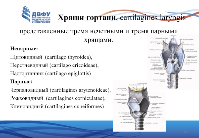 Основные хрящи гортани схема