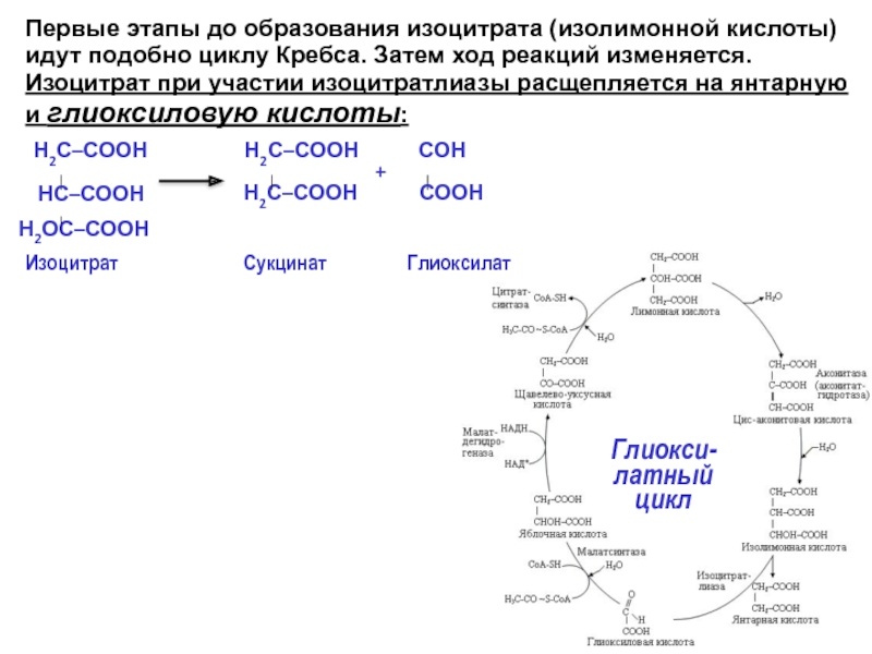 В цикле кребса образуется атф. Цикл Кребса физиология растений. Суммарный энергетический эффект цикла Кребса. Цикл Кребса изолимонная. Цикл Кальвина и цикл Кребса.