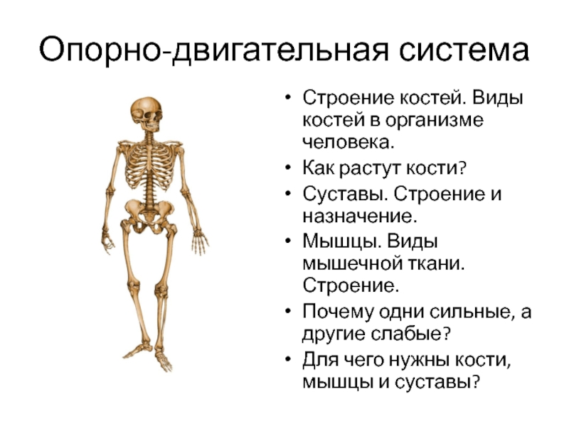 Основные функции кости. Опорно двигательный аппарат строение кости. Строение опорно-двигательной системы человека (мышечная система).. Скелет человека опорно двигательная система. Строение костной системы.