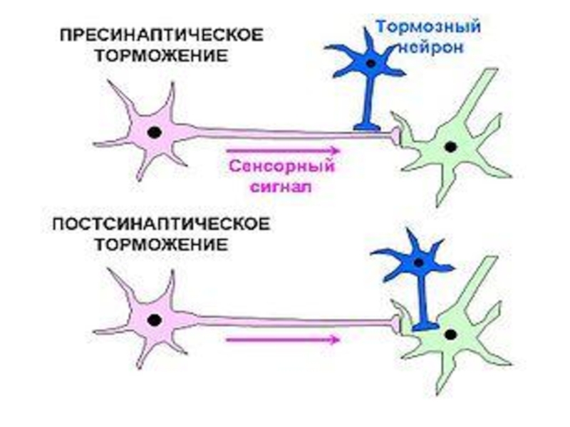 Механизм реферат. Пресинаптическое торможение механизм. Пресинаптическое торможение рисунок. Торможение головного мозга. Пресинаптическое торможение - аксоноаксональное.