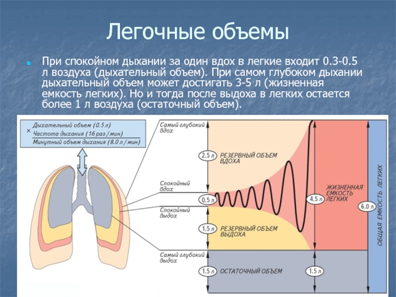 Дыхательные объемы картинка