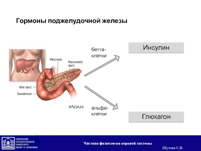 Железа вырабатывающая гормон. Глюкагон поджелудочной железы. Поджелудочная инсулин глюкагон. Поджелудочная железа инсулин и глюкагон. Инсулин гормон поджелудочной железы.