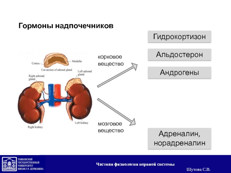 В надпочечниках выделяют вещества