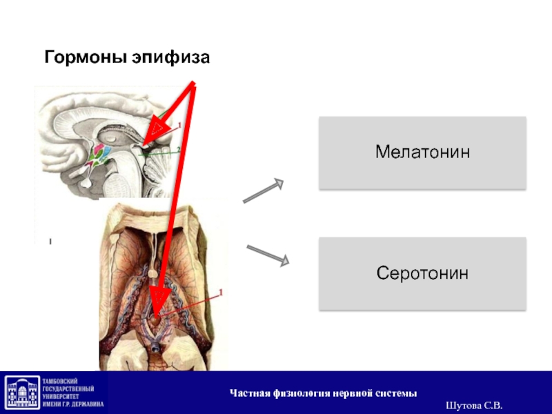 Гормоны эпифиза презентация