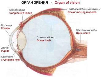 Орган зрения