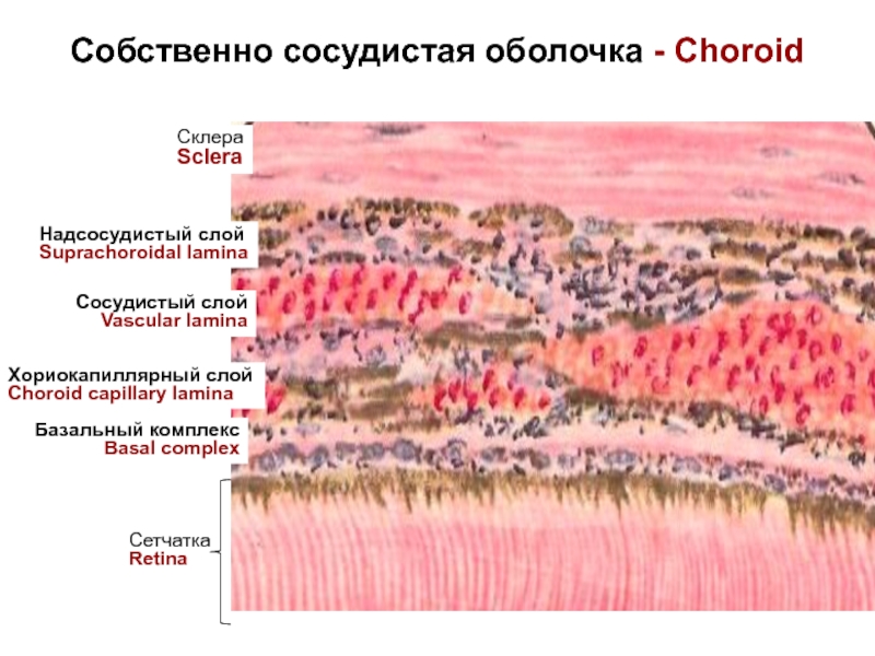 Сетчатка рисунок гистология