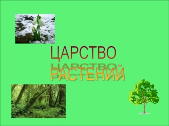 Царство растений