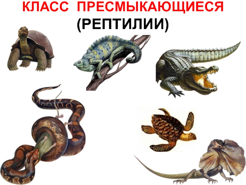 Картинки земноводные и пресмыкающиеся для детей