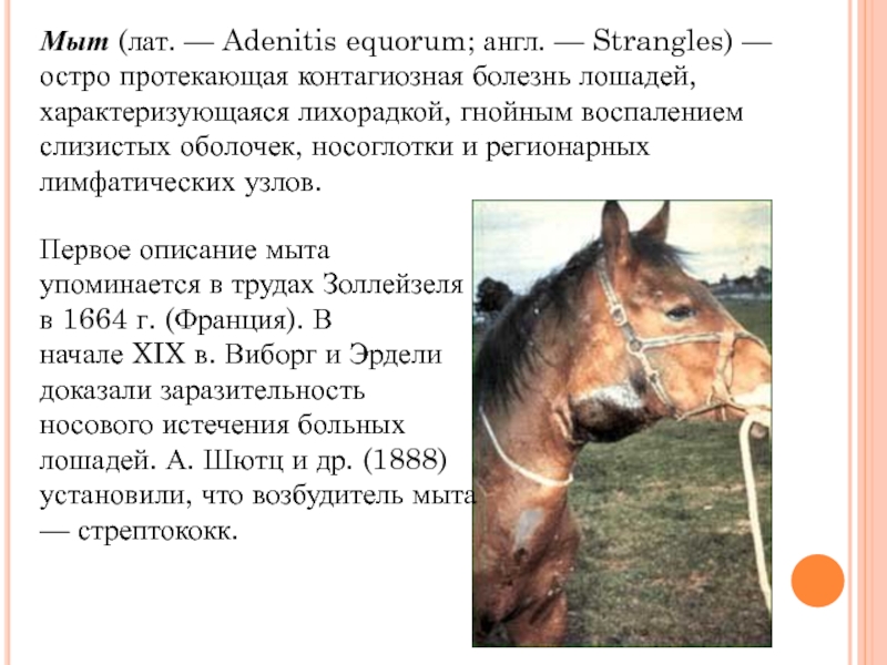 Реферат: Ринопневмония лошадей