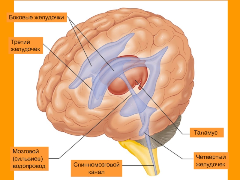 Полости мозга заполнены. Боковые желудочки головного мозга анатомия. Головной мозг СИЛЬВИЕВ водопровод. Желудочки мозга и СИЛЬВИЕВ водопровод. Боковые 3 желудочки мозга.