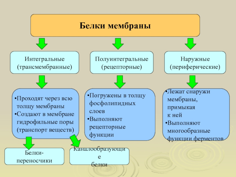 Интегральный белок. Полуинтегральные трансмембранные белки мембраны. Интегральные полуинтегральные и периферические белки. Белки поверхностные полуинтегральные Интегральные функции. Полуинтегральные белки функции.