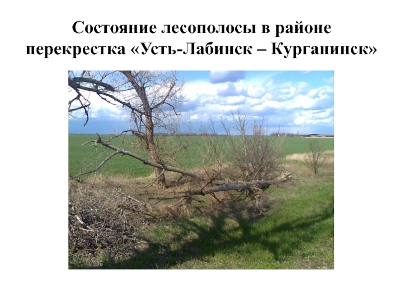 Состояние лесополосы в районе перекрестка «Усть-Лабинск – Курганинск»