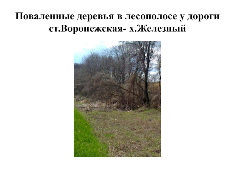Поваленные деревья в лесополосе у дороги ст.Воронежская- х.Железный