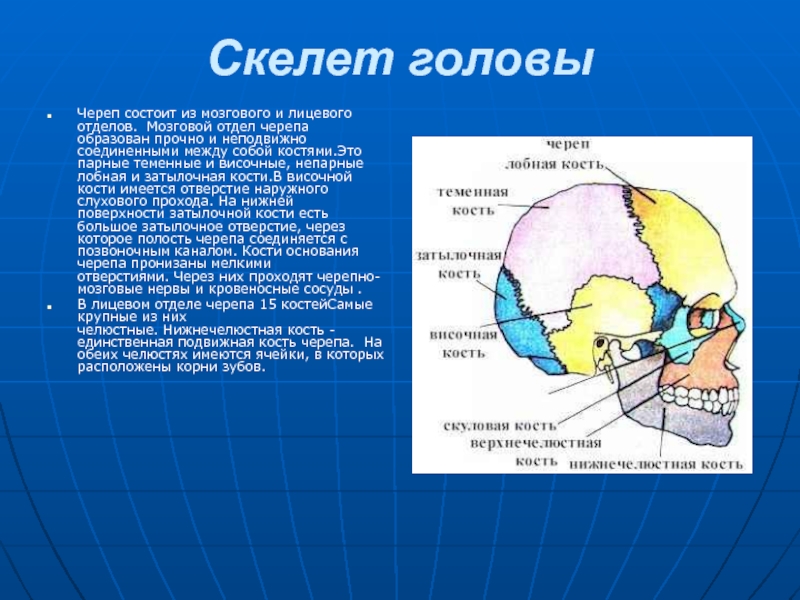 Мозговой череп презентация