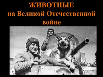 Животные на Великой Отечественной войне