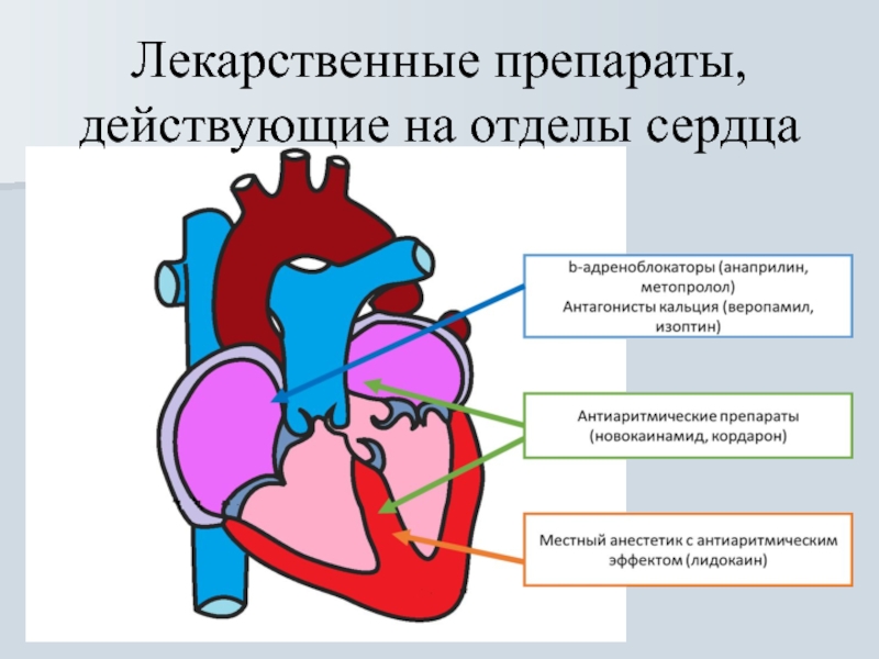 Отделы сердца