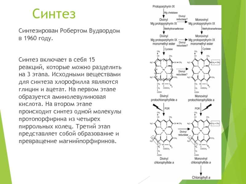 Реферат: Хлорофилл: его свойства и биосинтез