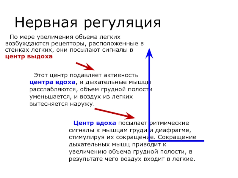 По мере увеличения. Типы базальных паттернов дыхания. Паттерн дыхания. Изменение паттерна дыхания. Частота дыхания и типы базальных паттернов дыхания.