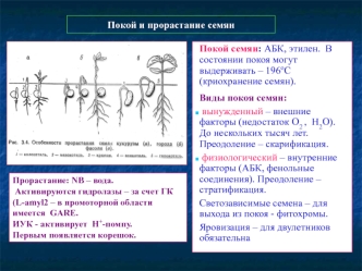 Покой и прорастание семян