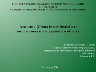 Асцидия (Ciona intenstinals) как биологический модельный объект