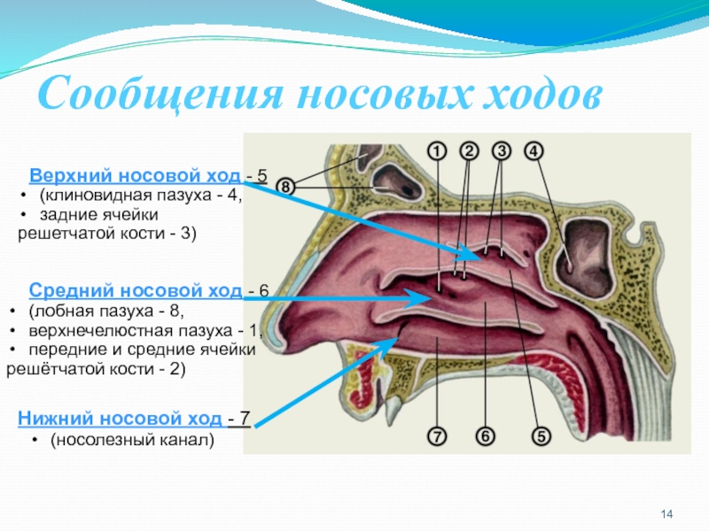 Носовые пазухи строение фото с названиями и описанием