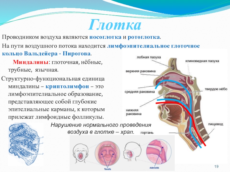 Носоглотка и ротоглотка. Лимфоэпителиальное глоточное кольцо. Лимфоэпителиальное глоточное кольцо Пирогова.