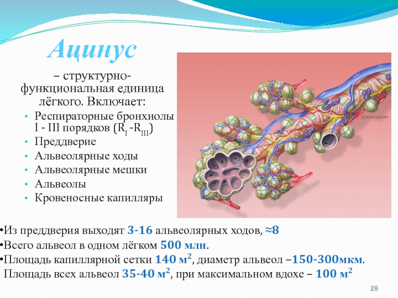 Структурно функциональными единицами легкого являются