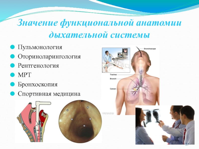 Функциональная анатомия дыхательной системы презентация