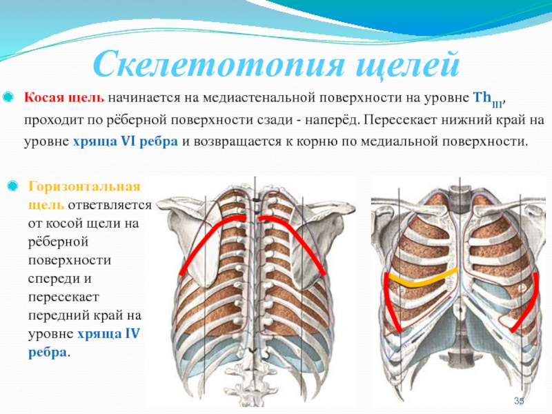 Легкие сзади фото