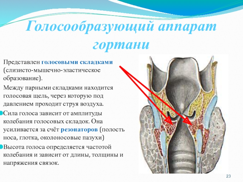 Функция хрящей в организме человека